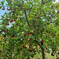 خانه ویلایی درب بهشت|فروش خانه و ویلا|درب بهشت, |دیوار