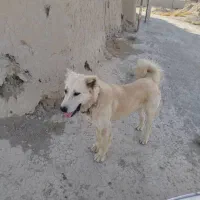 سگ سراب