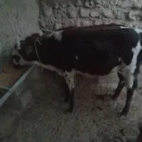 دوعدد گوساله ماده داشتی