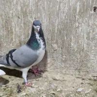 دمگیر خرقه نرو ماده سفت|پرنده|اصفهان, دارک|دیوار