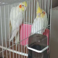 عروس هلندی قیمت مناسب