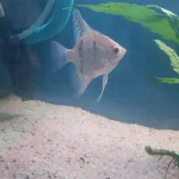 3عدد آنجل|ماهی|بندرعباس, |دیوار