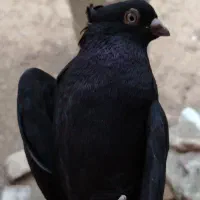 کبوتر زاغ آبادانی