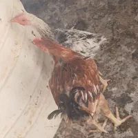 جوجه خونه ای لاری