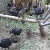 تعدادی بقلمو بفروش میرسد فلاورجان|حیوانات مزرعه|فلاورجان, |دیوار