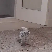 کبوتر پرشی|پرنده|ری, فیروزآبادی|دیوار