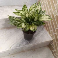 گل طبیعی|گل و گیاه طبیعی|زابل, |دیوار