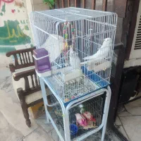 انواع قفس در ابعاد متفاوت ویک عروس هلندی
