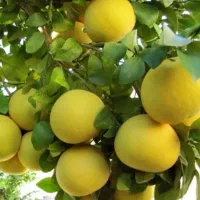 گریپ فروت و بالنگ