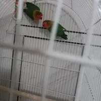 کوتوله برزیلی