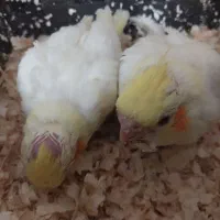 فروش|پرنده|تهران, خرمشهر|دیوار