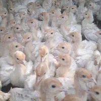 جوجه بوقلمون بیوتی سیکس