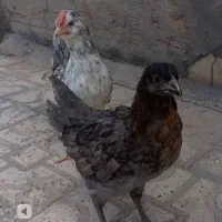 مرغ و خروس گلین طوسی، جوجه بوقلمون