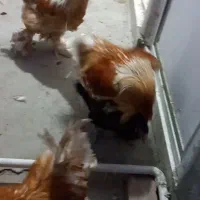 برهمای واقعی و اصل|حیوانات مزرعه|زاهدان, |دیوار