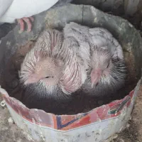 کفتر کبوتر طوقی طوق شازده ای زرین