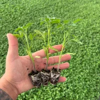 نشا|عمدهفروشی|زابل, |دیوار