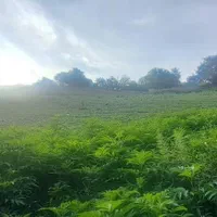 زمین متراژ بالا با ویو عالی در گیلان|فروش زمین و ملک کلنگی|رشت, بازار|دیوار