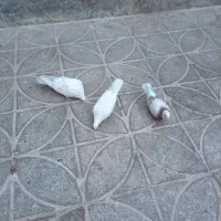 س طوق کبوتر|پرنده|قرچک, ولی آباد|دیوار