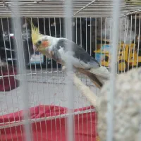 عروس هلندی ابلغ درشت