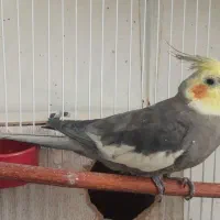 دوعدد عروس هلندی جفت لوتینو و گل باقالی|پرنده|اصفهان, فرودگاه شهید بهشتی|دیوار