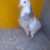 کفتر یا کبوتر طوقی