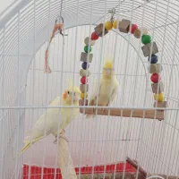 عروس هلندی|پرنده|کاشان, سیفی آباد|دیوار