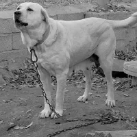 سگ‌ ماده‌ پژدر