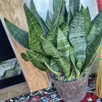 گل سانسوریا مهتابی سبز پاکوتاه متوسط