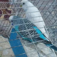 یه جفت مرغ عشق باکیفیت