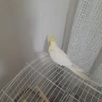 طوطی عروس ۱۰۰۰۰۰۰