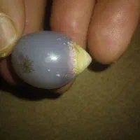 سنگ اصل معدنی