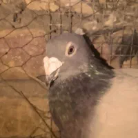 نرسبز کاکل وماده پرشی قلمکار
