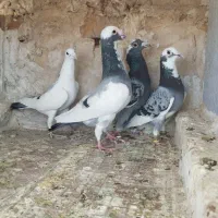 کبوتر پشتی دوکت آلمانی قره پلاکی ابلق نرو ماده جفت|پرنده|شیراز, شریف‌آباد|دیوار