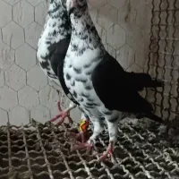 گوره سینه سفید