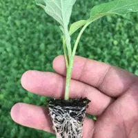 انواع نشا گوجه،بادمجان،فلفل تند و شیرین،خیار،کلم