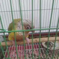 گرینچیک|پرنده|گنبد کاووس, |دیوار