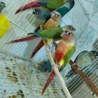 گرینچیک ماده و نر و جوجه