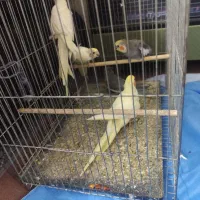 مرغ عروس|پرنده|آران و بیدگل, |دیوار