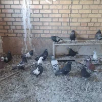 کفتر سینه ای