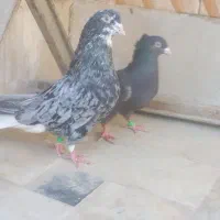 کبوتر نرو ماده هفت رنگ