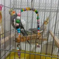 جفت عروس هلندی دستباز و سخنگو|پرنده|سقز, |دیوار