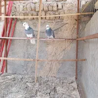 کفتر|پرنده|پاکدشت, خاتون آباد|دیوار