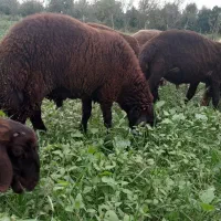 بره قوچی|حیوانات مزرعه|بندر گز, |دیوار