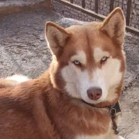 سگ هاسکی|سگ|نیشابور, فضل|دیوار