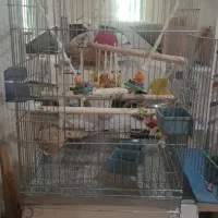 قفس کاسکو بیگ سایز