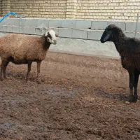 دوعددمیش درسوم مایه کرده