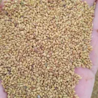 بذر یونجه همدانی 700کیلو