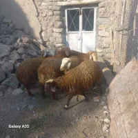 ۵ عدد توغلی واسه قربونی|حیوانات مزرعه|نیر (اردبیل), |دیوار