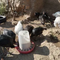 بوقلمون|حیوانات مزرعه|صحنه, |دیوار