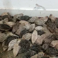 بلدرچین|حیوانات مزرعه|سبزوار, کلاته سیفر|دیوار